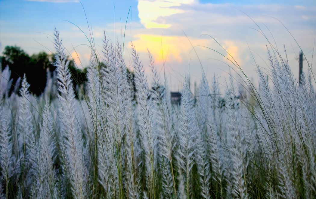 কাশফুল নিয়ে ক্যাপশন